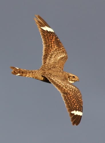 Lesser Nighthawk