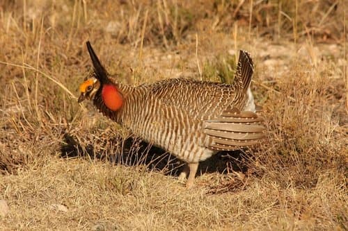 Lesser Prairie-Chicken