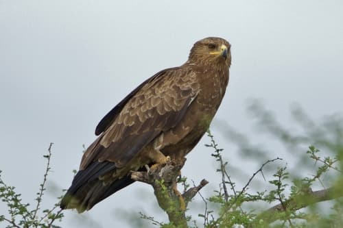 Lesser Spotted Eagle