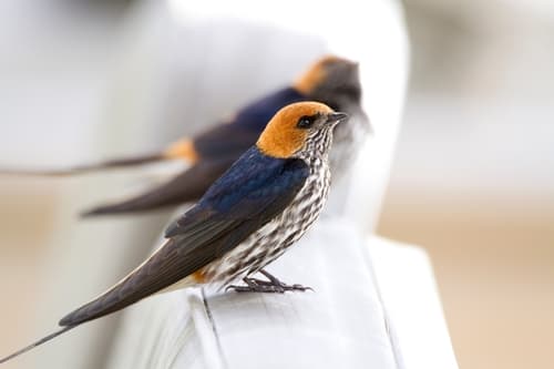 Lesser Striped Swallow