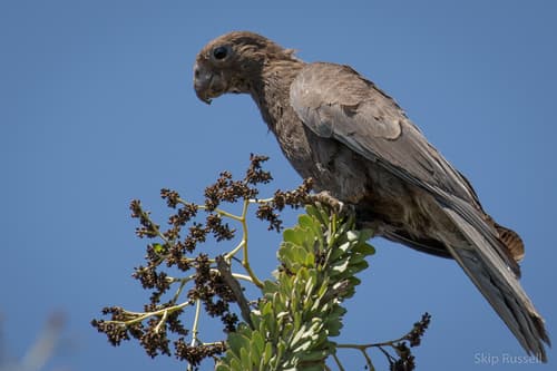 Lesser Vasa Parrot