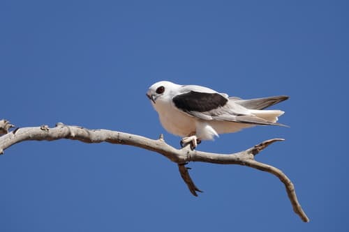 Letter-winged Kite