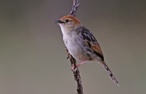 Levaillant's Cisticola
