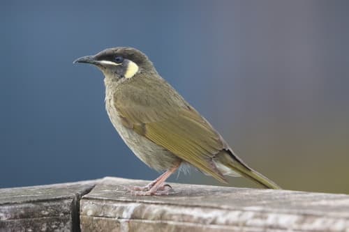 Lewin's Honeyeater