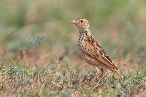 Liben Lark