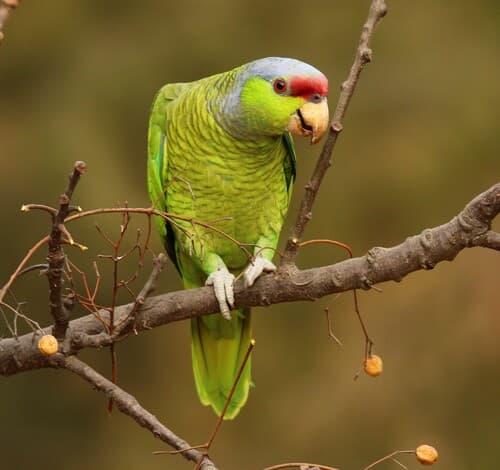 Lilac-crowned Amazon