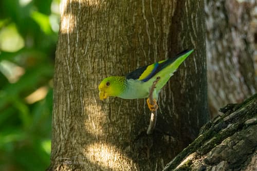 Lilac-tailed Parrotlet