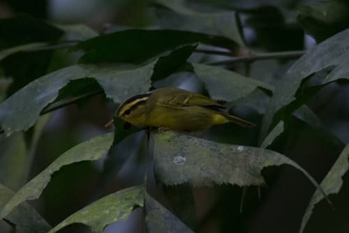 Limestone Leaf Warbler