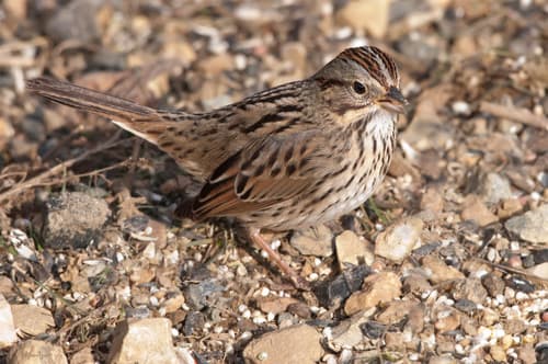 Lincoln's Sparrow