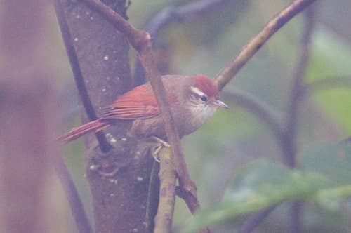 Line-cheeked Spinetail