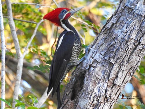 Lineated Woodpecker