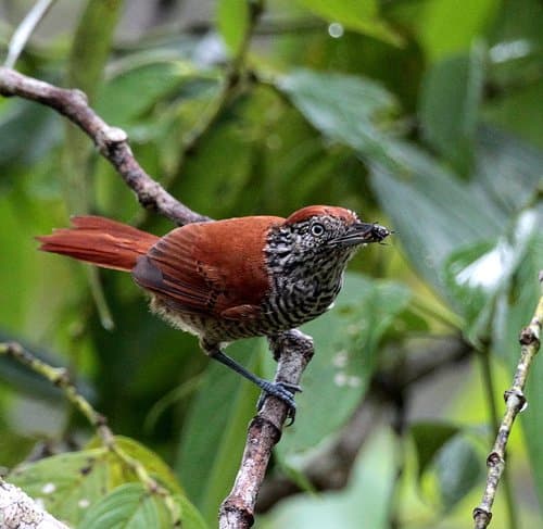 Lined Antshrike