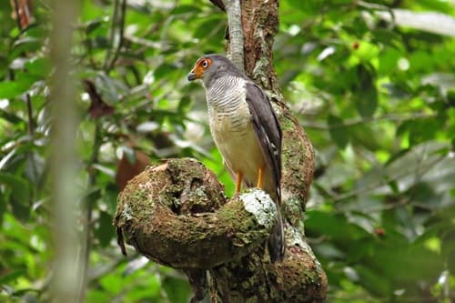 Lined Forest-Falcon