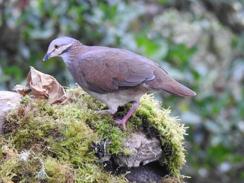 Lined Quail-Dove