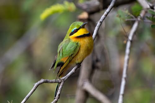 Little Bee-eater