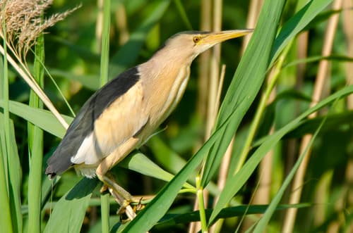 Little Bittern