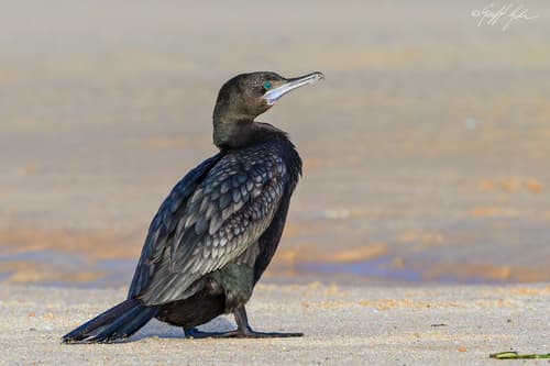 Little Black Cormorant