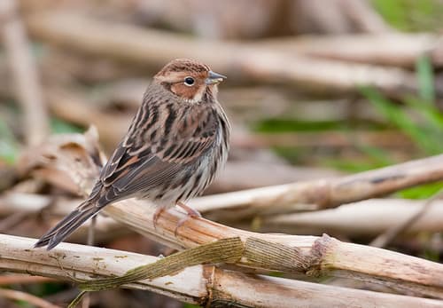 Little Bunting