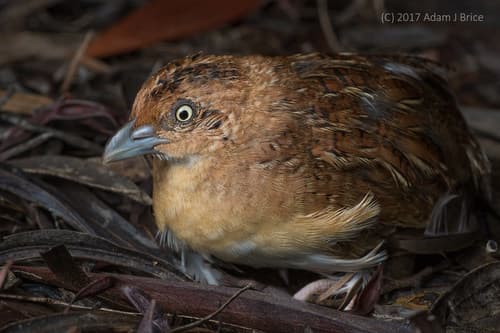 Little Buttonquail