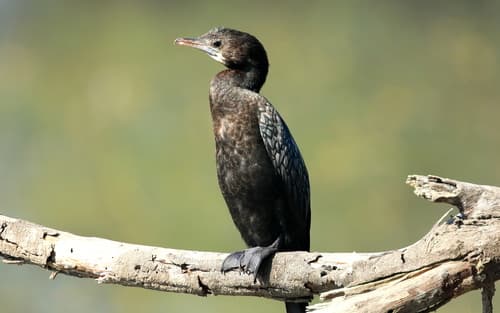 Little Cormorant