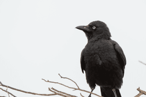 Little Crow
