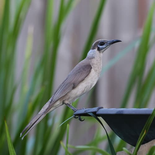 Little Friarbird