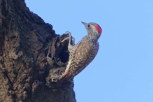 Little Gray Woodpecker
