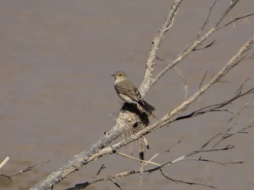 Little Ground-Tyrant