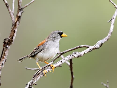 Little Inca-Finch