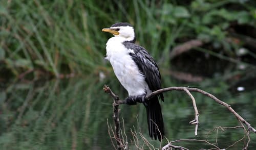 Little Pied Cormorant