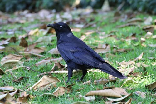 Little Raven