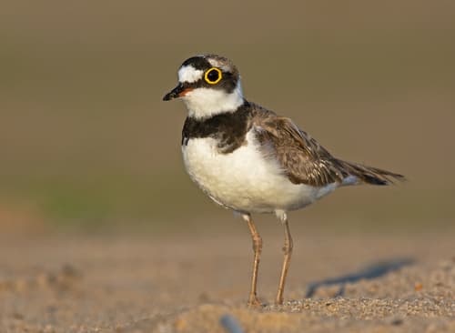 Little Ringed Plover