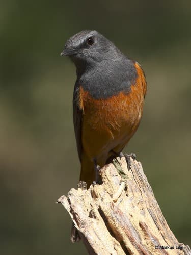 Little Rock-Thrush
