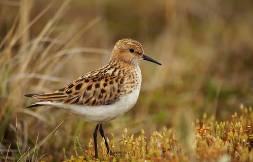 Little Stint