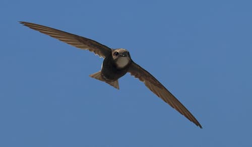 Little Swift