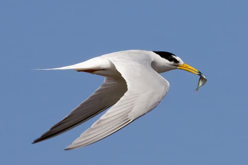 Little Tern