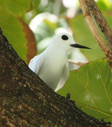 Little White-Tern