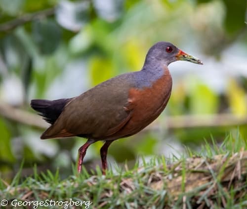 Little Wood-Rail