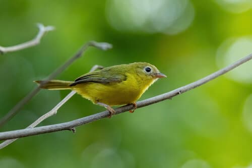 Little Yellow Flycatcher