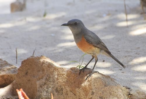 Littoral Rock-Thrush