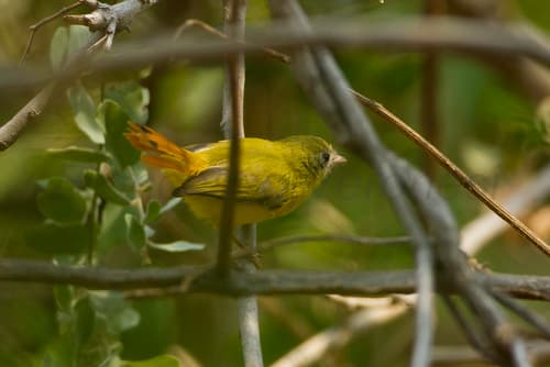 Livingstone's Flycatcher