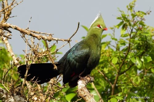 Livingstone's Turaco