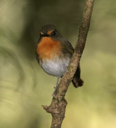 Lompobattang Flycatcher