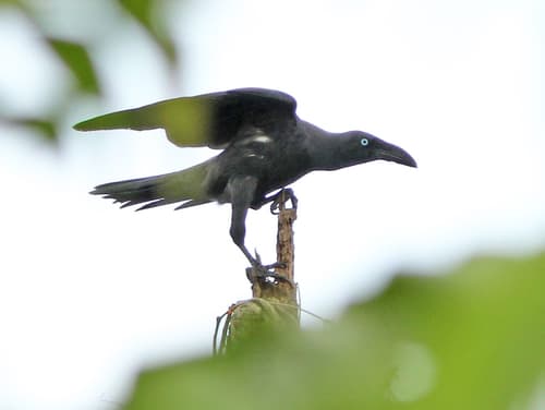 Long-billed Crow