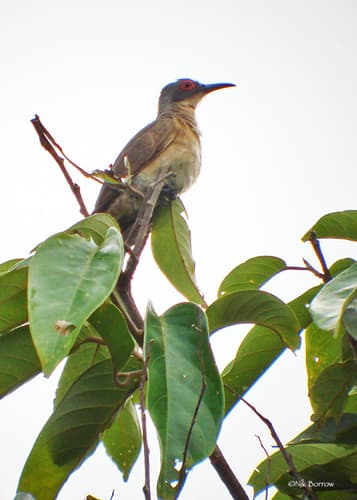 Long-billed Cuckoo