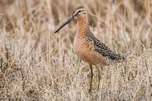 Long-billed Dowitcher