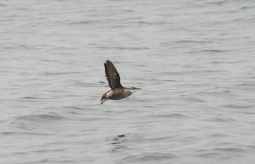 Long-billed Murrelet
