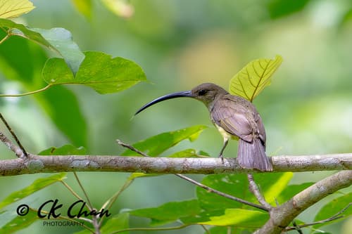 Long-billed Spiderhunter