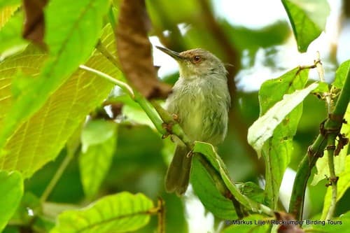 Long-billed Tailorbird