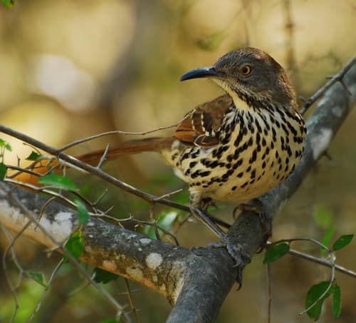 Long-billed Thrasher